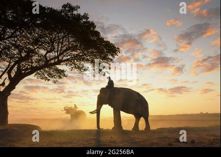 Silhouette eines Mahouts auf einem Elefanten bei Sonnenuntergang, Thailand Stockfoto