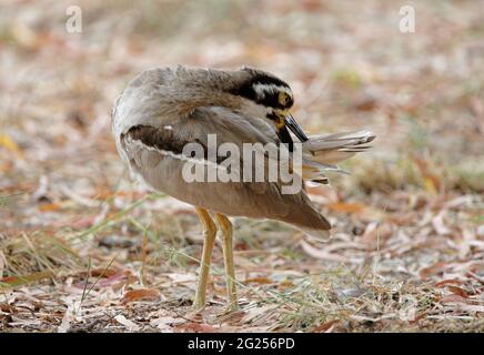 Beach Thick-knee (Esacus margnirostris) adulter Prägeschwanz Great Sandy NP, Queensland, Australien Januar Stockfoto