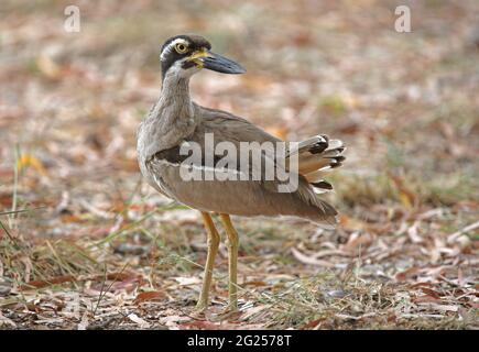 Kniedicke Strandkniee (Esacus margnirostris), Erwachsene, die während der Vorbereitung des Great Sandy NP, Queensland, Australien, eine Pause machen Januar Stockfoto