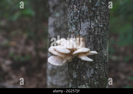 Kappenpilz essbare Austernpilze, die auf einem Baum in Michigan, USA, wachsen Stockfoto
