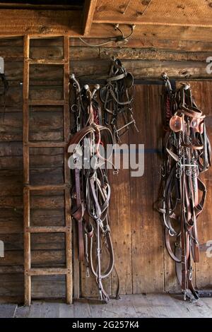 Ranch Leben: Scheune, Tack. Pferdekutschen und Ausrüstung, gelagert neben einer Holzleiter auf den Blockwänden einer alten Scheune in Montana. Natürliche Innenbeleuchtung. Stockfoto