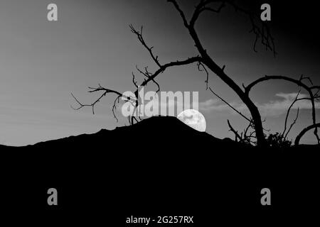 Ein schwarz-weißes Foto eines silhouettierten Baumes und Berges mit aufsteigendem Mond im Hintergrund. Möglicherweise eine Errie Haloween-Szene. Stockfoto