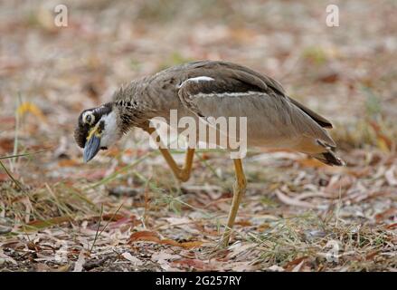 Kniebewachsener Strand (Esacus margnirostris), Kratzkopf für Erwachsene, Great Sandy NP, Queensland, Australien Januar Stockfoto