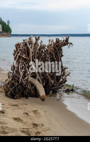 Gefallener Baum mit Wurzeln am Sandstrand des Lake Superior auf der Upper Peninsula in Michigan. Harmonie mit dem Naturbild. Ökologisches Konzept. Stockfoto