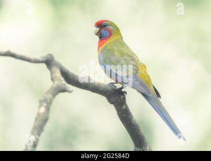 Juvenile Crimson rosella (Platycercus elegans) auf einem Ast, Australien Stockfoto