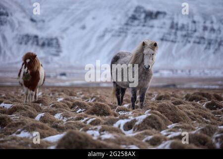 Zwei isländische Pferde stehen im Winter auf einem verschneiten Feld, Island Stockfoto
