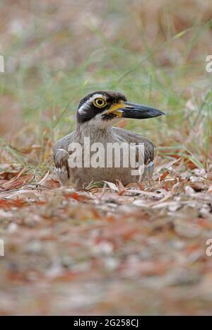 Am Strand sitzender Erwachsener mit dickem Knie (Esacus margnirostris) auf dem Boden des Great Sandy NP, Queensland, Australien Januar Stockfoto