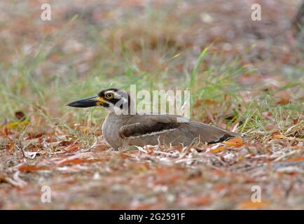 Am Strand sitzender Erwachsener mit dickem Knie (Esacus margnirostris) auf dem Boden des Great Sandy NP, Queensland, Australien Januar Stockfoto