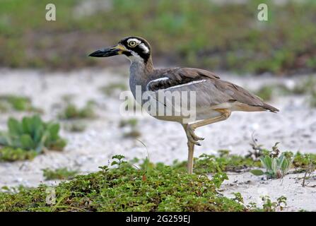 Strand mit dickem Knie (Esacus neglectus) einer, der auf einem Bein auf einem bewachsenen Gebiet hinter dem Strand steht South Stradbroke Island, Queensland, Australien Feb Stockfoto