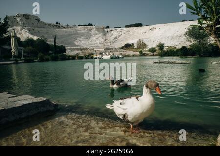 Enten schwimmen im See. Pamukkale, Türkei-August 2019. Grüner See mit einer Insel im Zentrum. Hochwertige Fotos Stockfoto