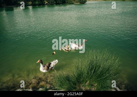 Enten schwimmen im See. Pamukkale, Türkei-August 2019. Grüner See mit einer Insel im Zentrum. Hochwertige Fotos Stockfoto