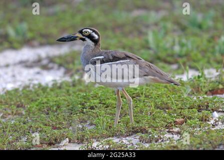 Strand mit dickem Knie (Esacus neglectus) einer, der auf einem bewachsenen Gebiet hinter dem Strand South Stradbroke Island, Queensland, Australien Februar, steht Stockfoto