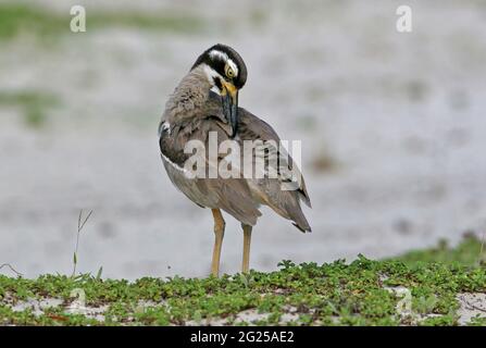 Strand mit dickem Knie (Esacus neglectus) einer steht auf einem vegetierten Gebiet hinter dem Strand Preening South Stradbroke Island, Queensland, Australien Feb Stockfoto