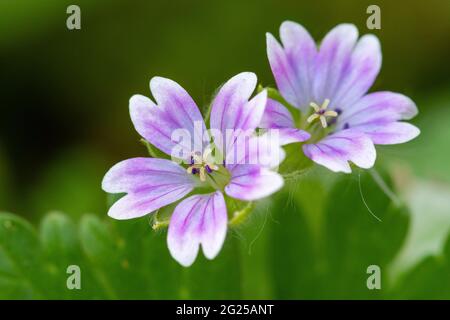 Makroaufnahme von Tauben Fuß Geranie (Geranium molle) Blühende Blumen Stockfoto