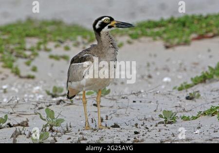 Strand mit dickem Knie (Esacus neglectus) einer, der auf einem bewachsenen Gebiet hinter dem Strand South Stradbroke Island, Queensland, Australien Februar, steht Stockfoto