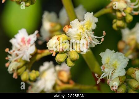 Makroaufnahme der Rosskastanie (aesculus hippocastanum) Blüte Stockfoto