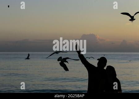 Miami-Sunny Isles-USA- 2-01-2016- Ein Paar füttert in der Morgendämmerung am Strand von Sunny Isles in Miami.FL einige Seevögel. © JOSE ISAAC BULA URRUITA. Stockfoto