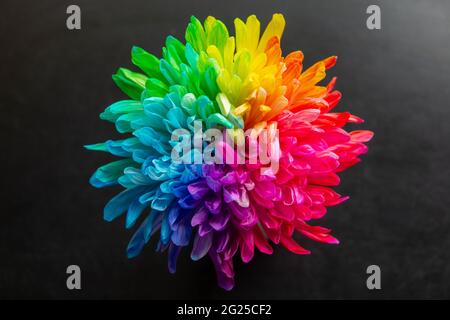 Bunte Chrysantheme Blume Makroaufnahme. Chrysantheme Regenbogen Blume Hintergrund Stockfoto