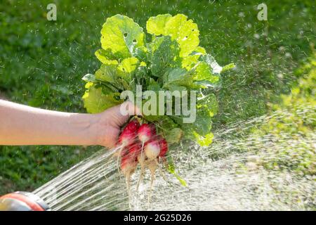 Mädchen waschen die frisch gepflückten Radieschen aus dem heimischen Garten Stockfoto