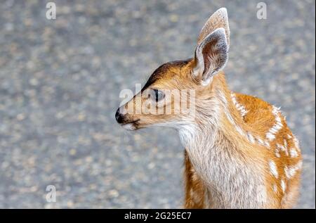 Nahaufnahme, Seitenansicht, Porträt eines Rehkitz Stockfoto