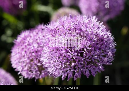 Allium 'Purple Sensation' , Allium hollandicum, Persian Allium oder Dutch Garlic - lila Blüten im Sommer wächst in einem englischen Garten, Suffolk UK Stockfoto