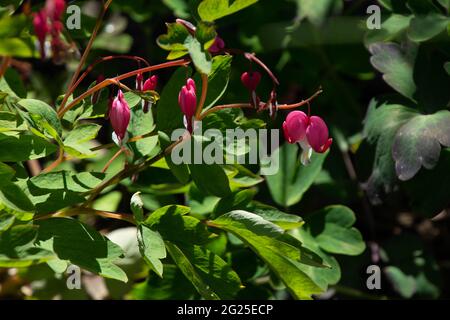 Lamprocapnos spectabilis auch Lyra Blume in Blüte mit schönen Hitze Form rosa Blüten genannt Stockfoto
