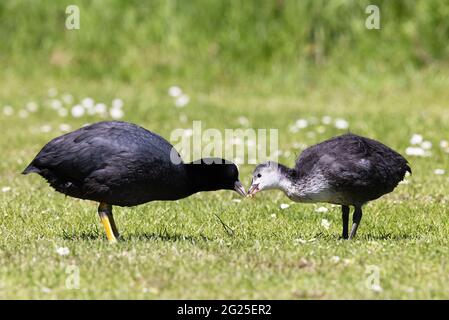 Ausgewachsene Ruß Fütterung jugendliches Ruß Küken, Fulica altra, britische Wasservögel, England Großbritannien Stockfoto