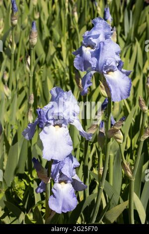 Iris, Sorte Jane Phillips, eine blaue Iris, die in einem Garten im Frühling in Großbritannien blüht Stockfoto