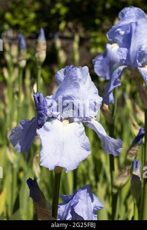 Iris, Sorte Jane Phillips, eine blaue Iris, die in einem Garten im Frühling in Großbritannien blüht Stockfoto