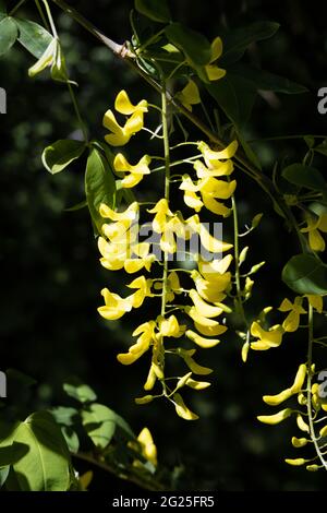 Gewöhnliche Laburnum-Baumblüten, Laburnum anagyroides, aka Golden Chain Tree, blühend im Frühling, UK Stockfoto