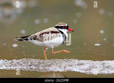 Schwarzstirniger Dotterel (Elseyornis melanops)-Erwachsener, der am Ufer des Südostens von Queensland, Australien, spazieren geht November Stockfoto