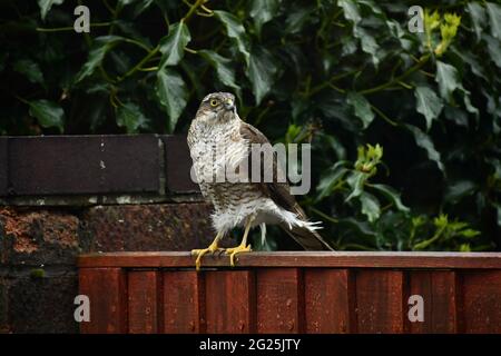 Sperling Hawk, 'Accipiter Nisus', thront auf einem Gartenzaun in Somerset. Federn, die vom Wind gekräuselt werden. Stockfoto