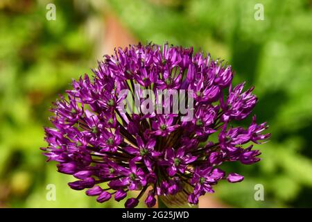 Allium, 'Allium hollandicum', Purple Sensation, holländischer Knoblauch, mit Dolden von violetten Blumen, in einem Garten in Somerset, Großbritannien Stockfoto