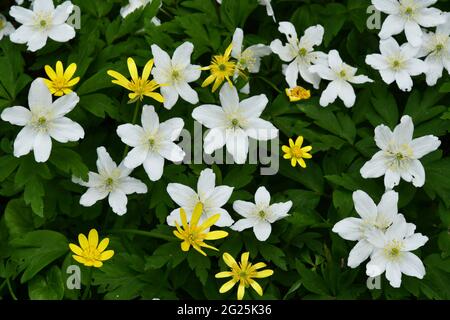 Ein Teppich aus Wood Anemone 'Anemone nemorosa' und Lesser Celandine 'Ranunculus ficaria' im Frühjahr in einem Somerset Woodland. VEREINIGTES KÖNIGREICH Stockfoto