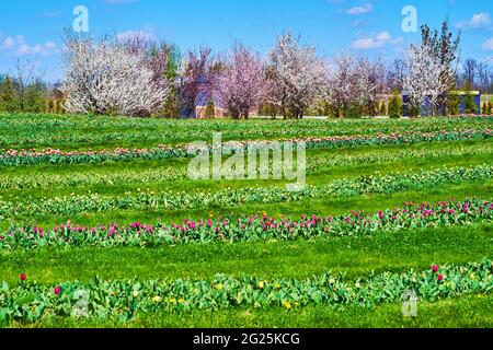 Das farbenfrohe Tulpenfeld mit grünem Gras auf den Spaziergassen und die malerischen, blühenden Kirschbäume im Hintergrund, das Dobropark Arboretum, die Kiewer Regi Stockfoto