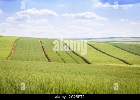 '50 Shades' Green - Bereiche mit verschiedenen Getreide, Gerste und Weizen auf einem Hintergrund von blauem Himmel mit weißen Wolken Stockfoto