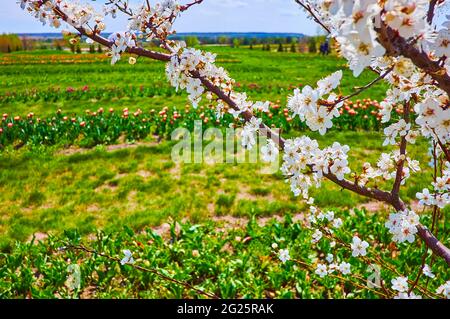 Der blühende Zweig der weißen Kirsche vor dem Tulpenfeld mit roten, violetten und orangen Tulpen, Dobropark Arboretum, Kiew Region, Ukraine Stockfoto