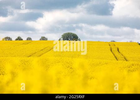 Gelbes Rapsfeld am sonnigen Tag, Deutschland Stockfoto
