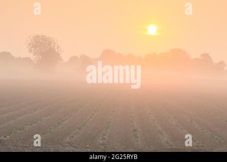 Kartoffelfeld bei nebligen Sonnenaufgängen im Sommer Stockfoto