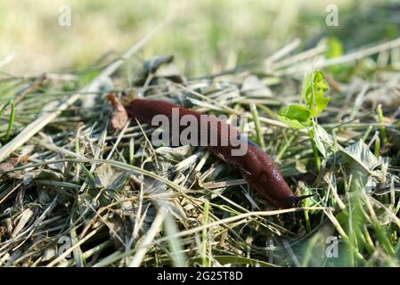 Nahaufnahme einer Unkrautschnecke durchstreifen den Gemüsegarten Stockfoto