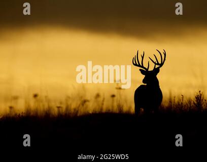 Whitetail-Buschhirsche, die vor einem stürmischen Himmel in einem Wiesenlebensraum geschildet wurden Stockfoto