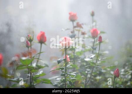 Plantagenrosen in einem Gewächshaus, Rosen, die in einem Gewächshaus blühen Stockfoto