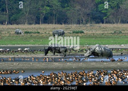 Blick Auf Das Pobitora Wildlife Sanctuary Mit Asiatischem Wasserbüffel, Greater One Horned Rhino Und Verschiedenen Vogelarten Stockfoto