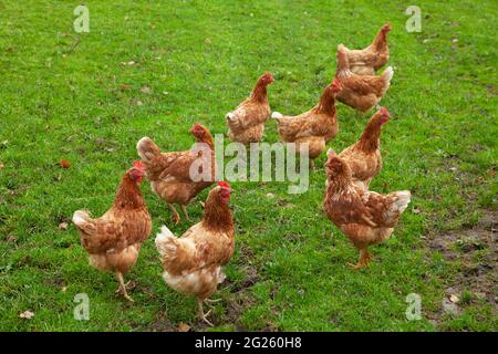 Eine Gruppe von Hühnern, die auf üppigem grünen Gras stehen Stockfoto