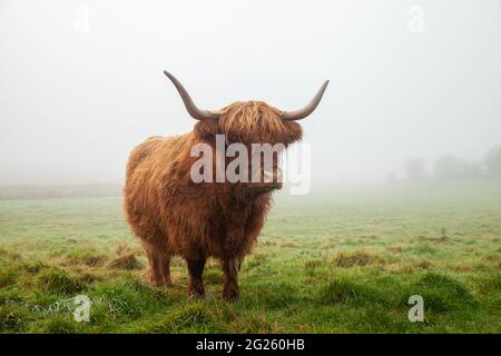 Porträt einer schottischen Highland Cow stehend in einem nebligen Ein Stockfoto