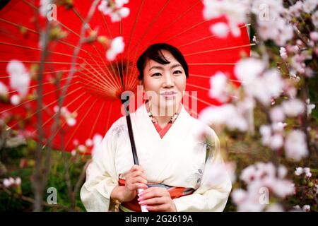 Kimono Frau und Kirschblüten Stockfoto