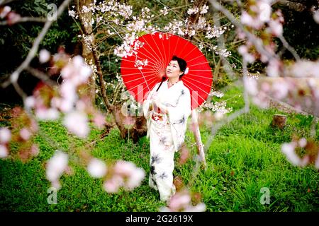 Kimono Frau und Kirschblüten Stockfoto