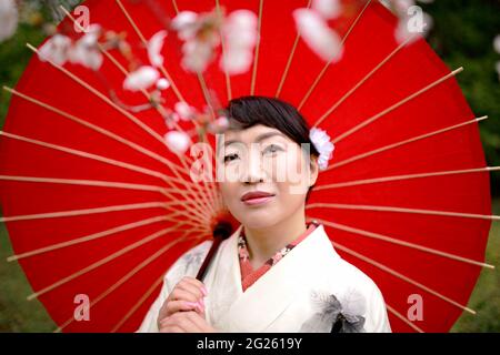 Kimono Frau und Kirschblüten Stockfoto