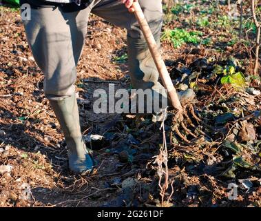 Ein Landwirt mischt Laubmulch mit einer Gabel in die obere Bodenschicht und dreht ihn im Dezember in der italienischen Provinz Udine mit einer Pitchgabel um Stockfoto