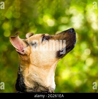 Ein Profil eines deutschen Schäferhundes, der eifrig aufschaut Stockfoto